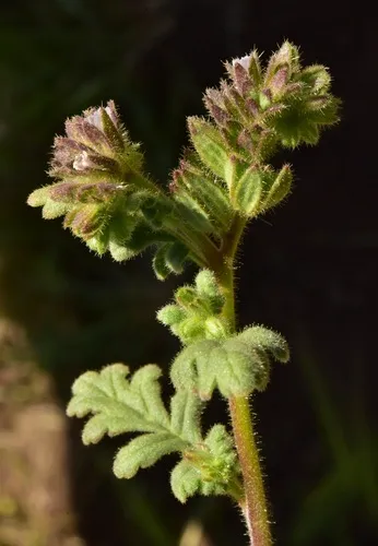 Heated Phacelia — photo by Jeff Bisbee