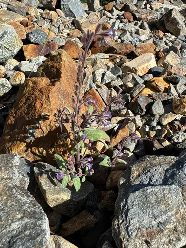 Mariposa Phacelia — photo by Jean Koch
