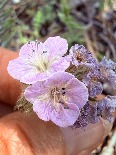 Death Valley Phacelia (var. vallis-mortae) — photo by Mary Beth Cook