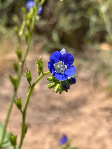 Tacky Phacelia — photo by keekihanu