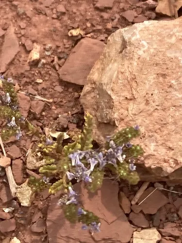 Welsh's Phacelia — photo by yellowstoneman2007