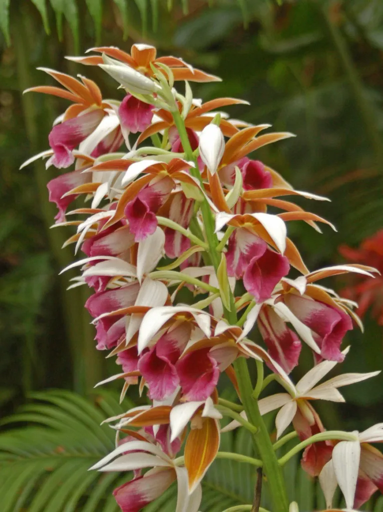 Nun's-hood Orchid — photo by Hectonichus