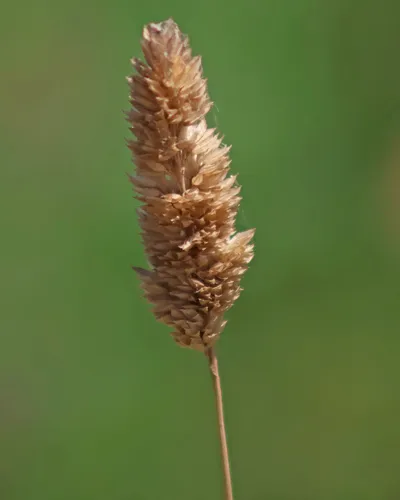 Timothy Canarygrass — photo by Marco Polo amarillas vargas