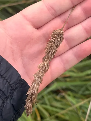 Bulbous Canarygrass