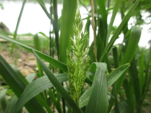 Reed Canarygrass — photo by R. Lucine