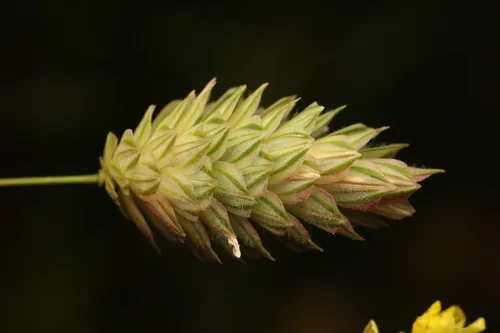Shortspike Canarygrass — photo by Chaym Turak