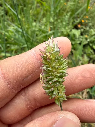 California Canarygrass — photo by Ulysses M