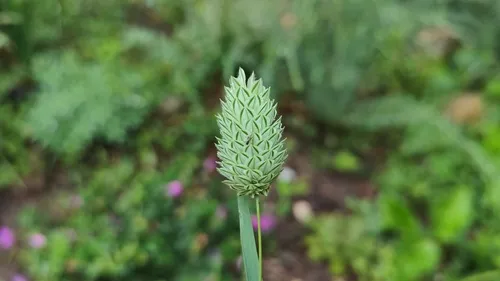 Annual Canarygrass — photo by Erzsébet Diószegi
