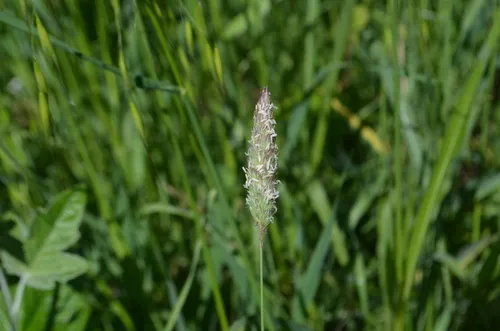 Sunolgrass — photo by Cristina Bruno