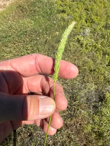 Lemmon's Canarygrass — photo by jrebman