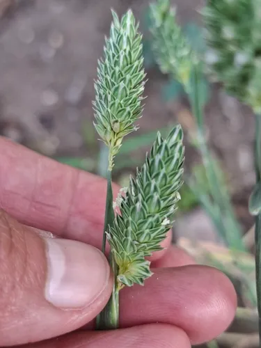 Littleseed Canarygrass — photo by Aziza Norxodjayeva Muzafarovna