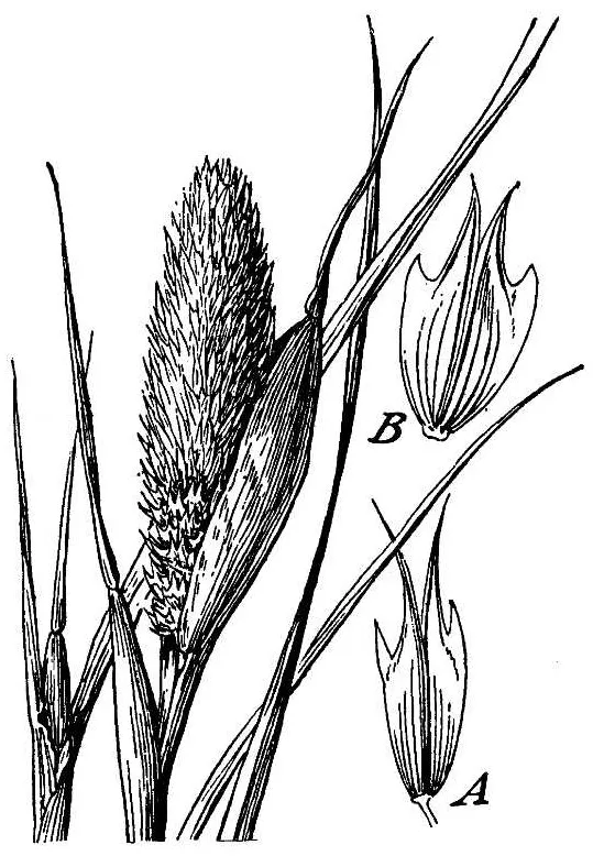 Hood Canarygrass — photo by Hitchcock, A.S. (rev. A. Chase)