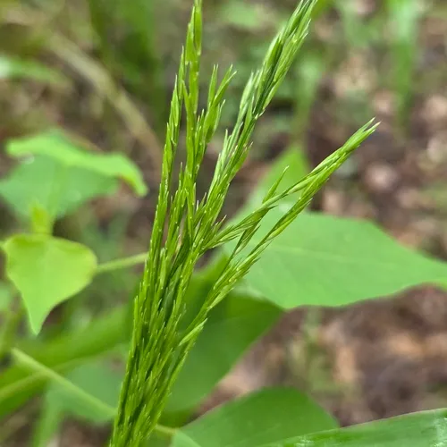Savannah-panicgrass — photo by David Willis