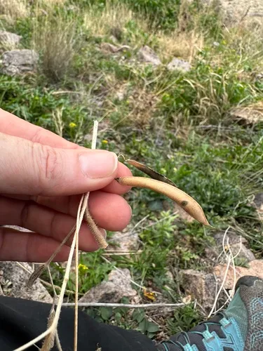 Tepary Bean
