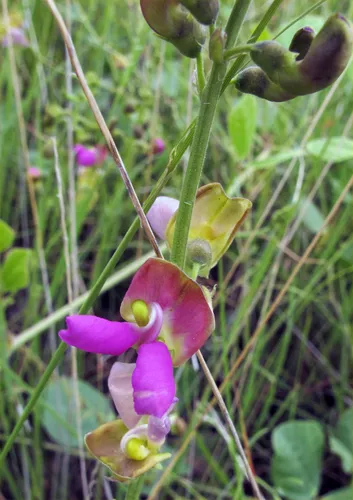 Sonoran Bean
