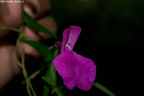 Variable Bean — photo by Heriberto Ávila-González
