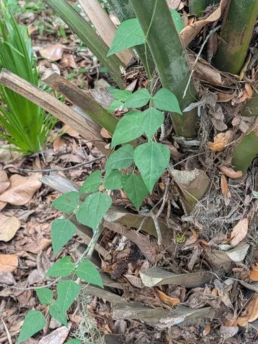 Thicket Bean — photo by Betsy Brown