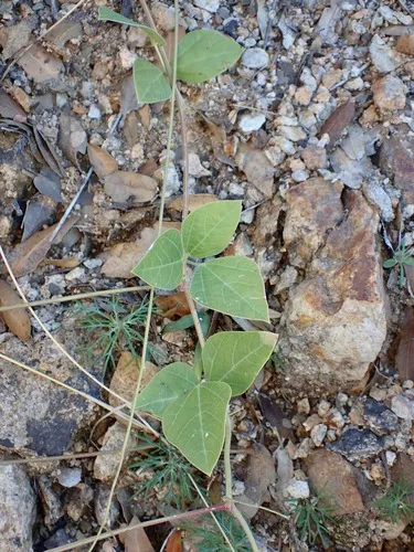 Santa Rita Mountain Bean