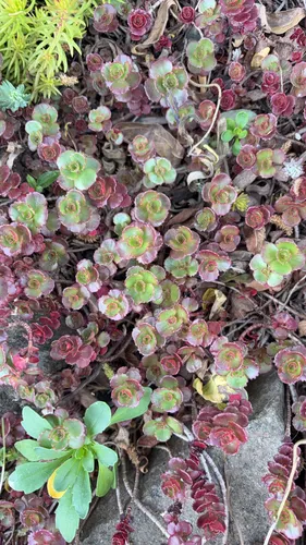 Caucasian Stonecrop — photo by juliewtu