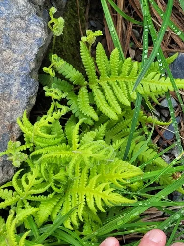 Long Beechfern — photo by Kate Turner