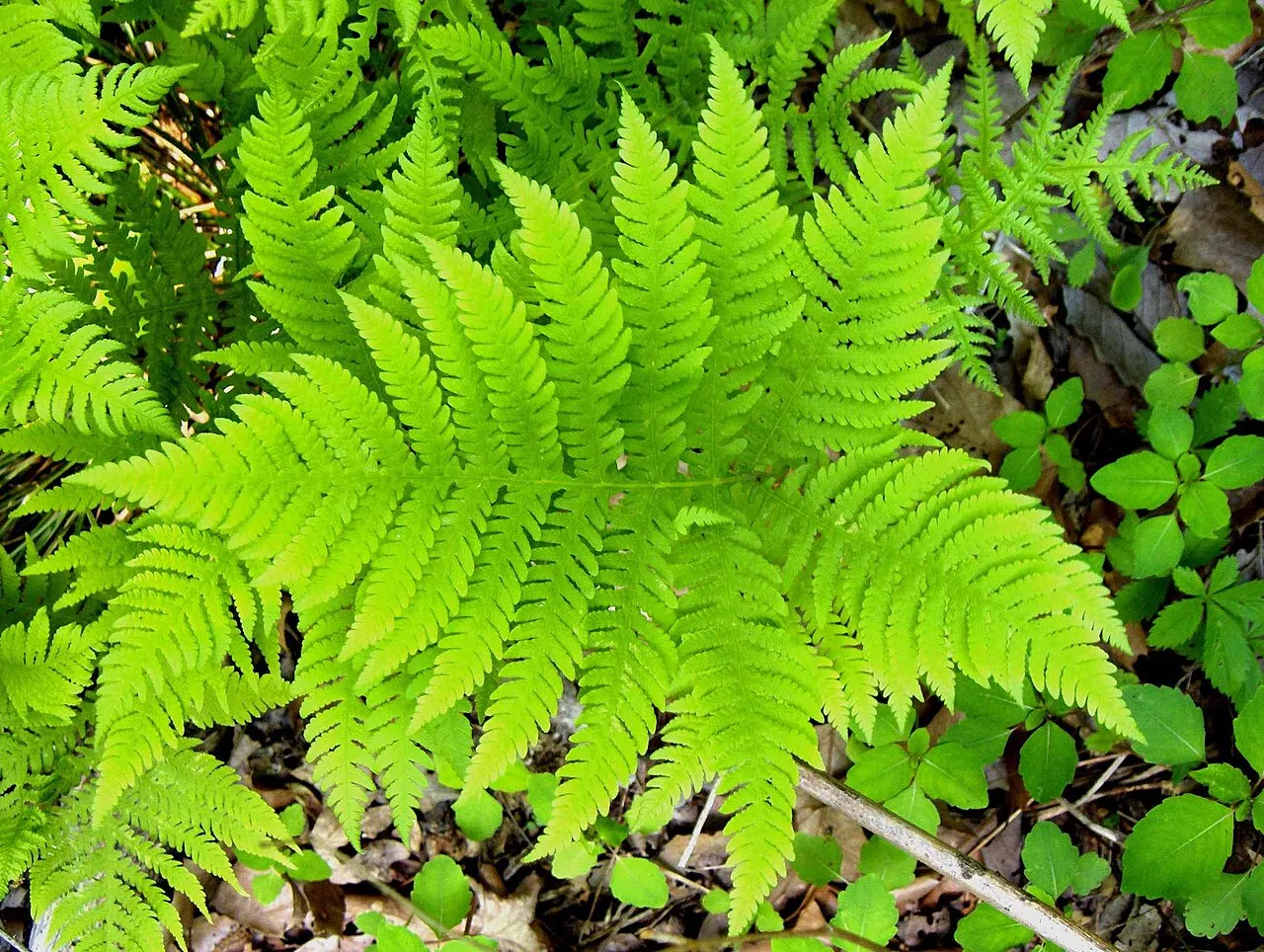 Broad Beechfern — photo by Jaknouse at English Wikipedia