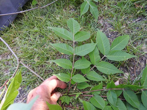 Japanese Corktree