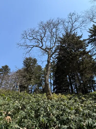 Sakhalin Corktree