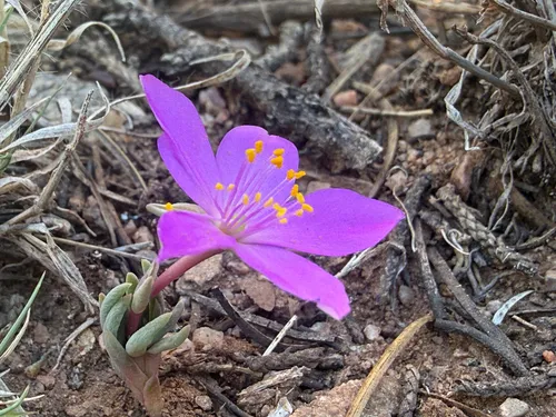 Dwarf Fameflower