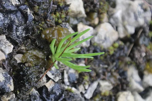 Limestone Fameflower