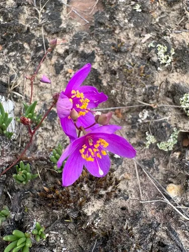 Largeflower Fameflower