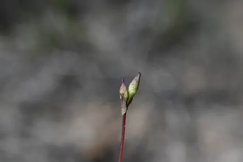New Mexico Fameflower