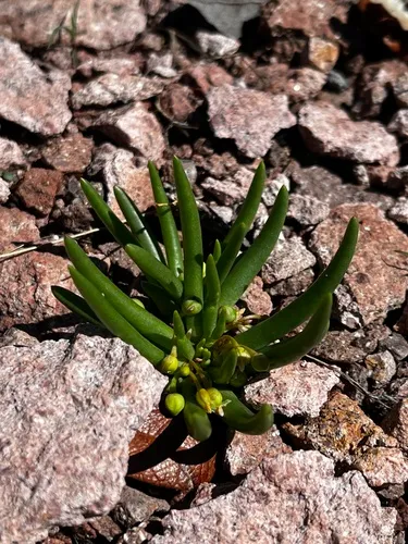 Pinos Altos Fameflower — photo by Saunders Drukker