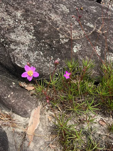 Menges' Fameflower