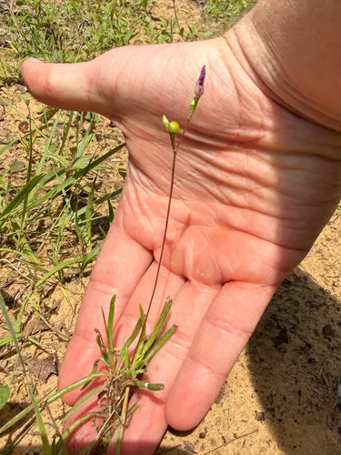 Prairie Fameflower — photo by Sam Dragon-Moore