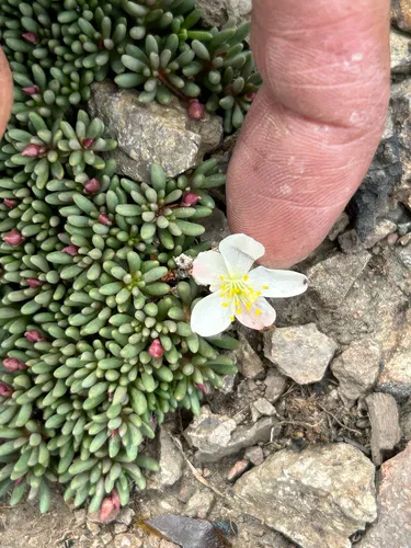 Okanogan Fameflower