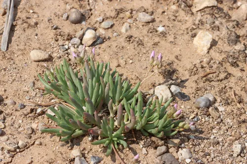 Cedar Mountain Fameflower