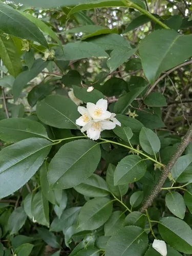 Sweet Mock Orange — photo by Soephie Jones