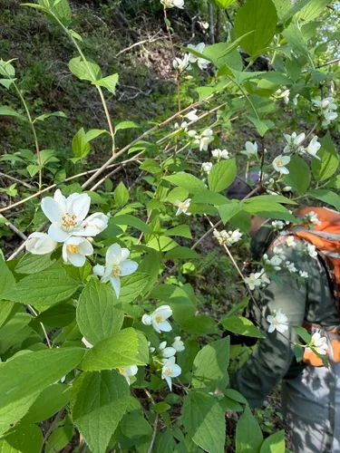 Streambank Mock Orange — photo by atlpunk