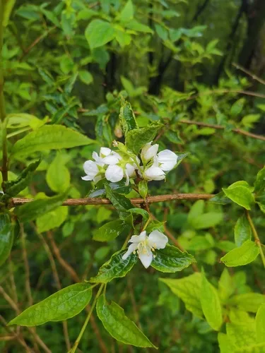Hairy Mock Orange — photo by MP Zhou