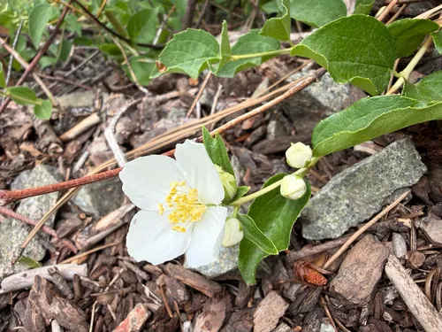 Lewis' Mock Orange — photo by nwmomof4