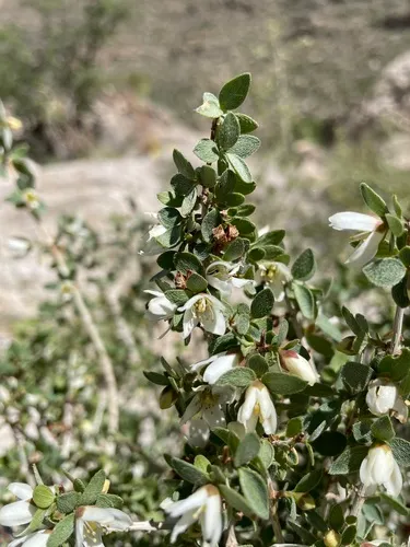 Mearns' Mock Orange — photo by Martin Purdy