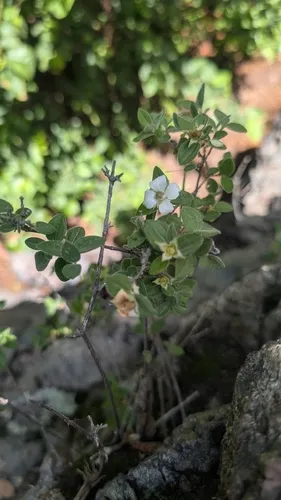 Littleleaf Mock Orange — photo by Thomas Everest
