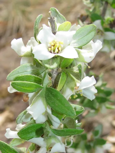 Thymeleaf Mock Orange — photo by Chuck Sexton
