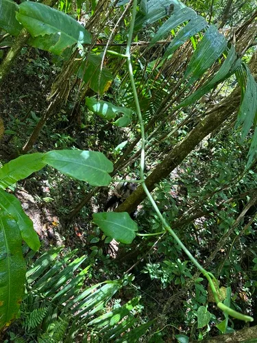 Rascagarganta