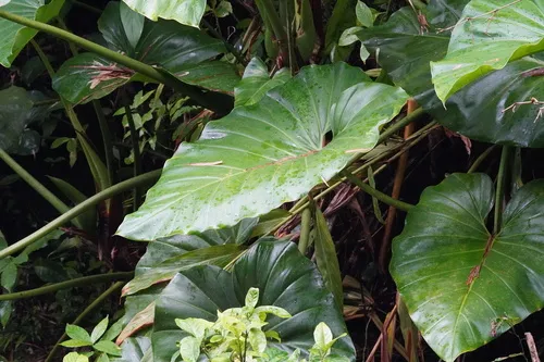 Giant Philodendron