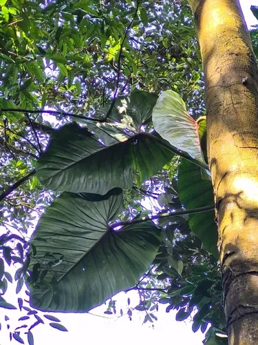 Philodendron — photo by Geovane Siqueira