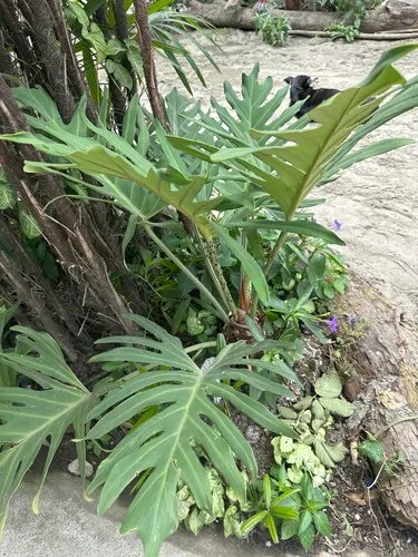 Comb-Leaf Philodendron