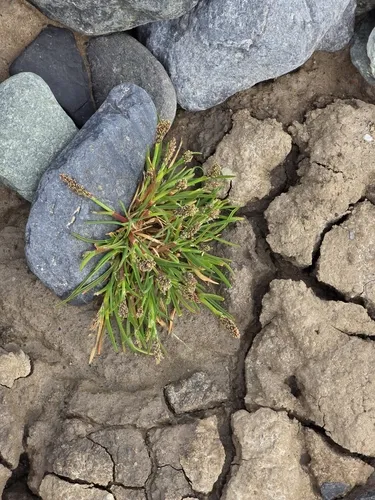 Icegrass