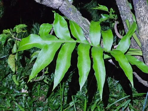 Creeping Golden Polypody