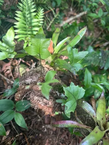 False Golden Polypody